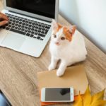 orange and white cat next to laptop