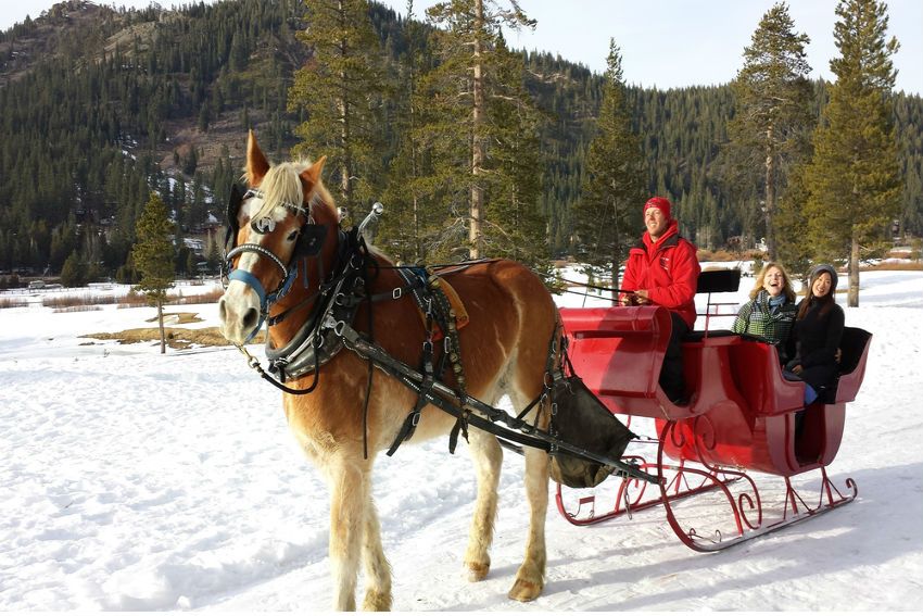 sleigh ride with horses
