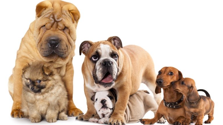 Photo of 6 dogs, including Pomeranian, bulldogs, shar pei, and dachshunds