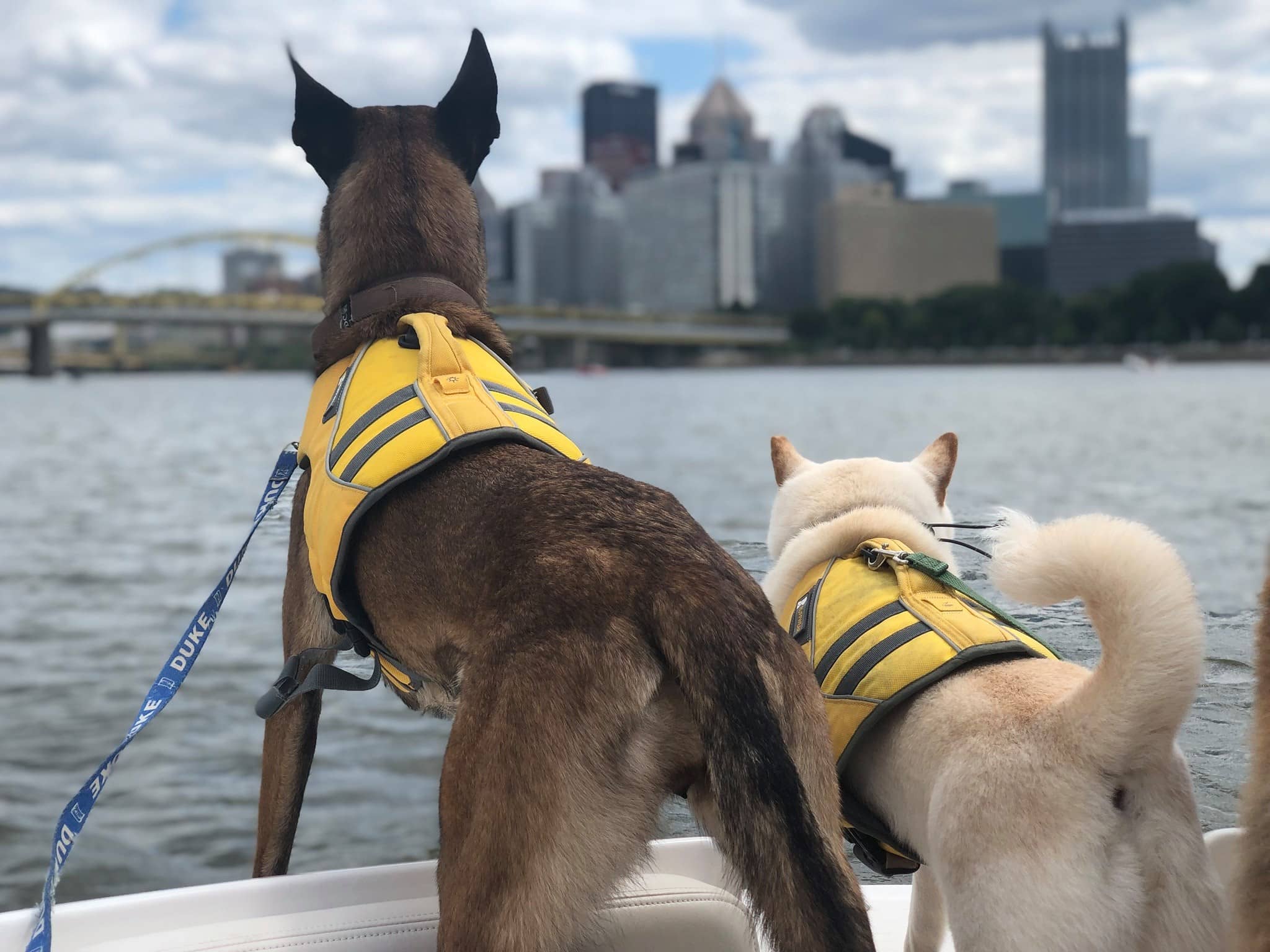 two dogs wearing life vests on a boat overlooking the lake